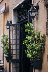 Italy, Rome, street, travel, old town, building, plant,  sculpture, street food, culture