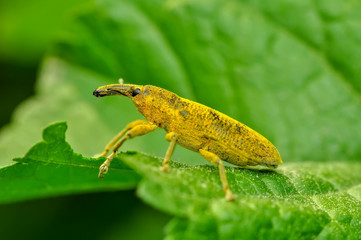 Beautiful Jewel Beetles (Ehrenbergi's ) insect
