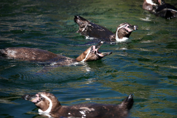Penguins swim in the water wildlife