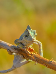 Macro shots, Beautiful nature scene green chameleon 