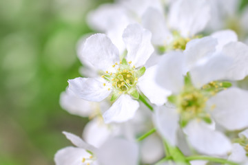 white cherry flowers close-up of Sunny spring