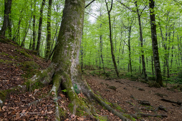 Obraz premium Montseny Natural Park
