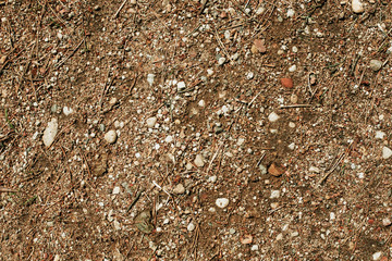 Sandy and rocky forest ground texture.