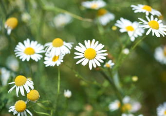 Nature background with wild flowers camomiles. Close up. 