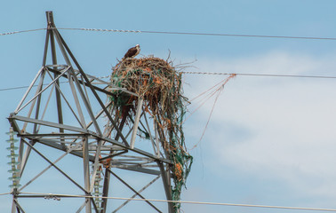 Hawk perched on power line nest
