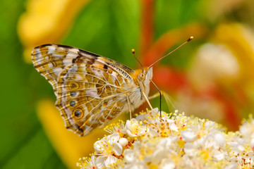 Obraz premium Closeup beautiful butterfly sitting on flower.