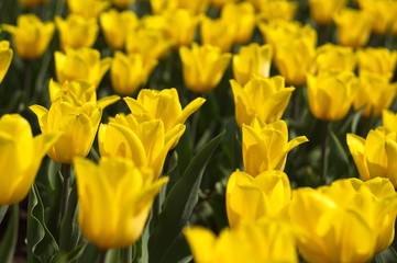 Obraz premium Beautiful natural background with tulips. Wallpaper for screensavers.