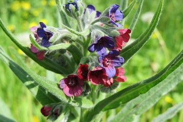 Beautiful Cynoglossum flowers in the meadow, closeup 