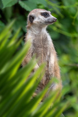 Meerkat portrait in jungle