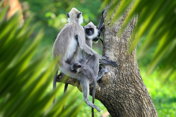 Monkey portrait in jungle