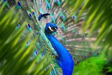 Peacock portrait in jungle