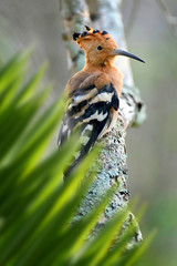 Hoopoe portrait in jungle