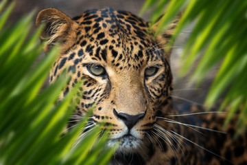 Leopard portrait in jungle