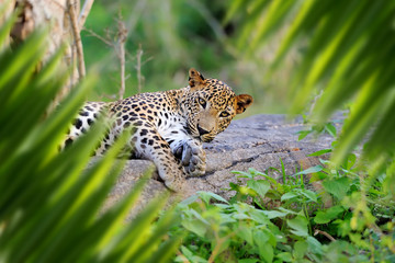 Leopard portrait in jungle