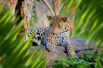 Leopard portrait in jungle