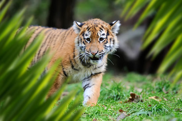 Tiger portrait in jungle