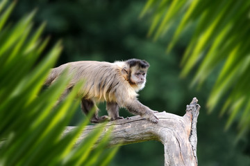 Monkey portrait in jungle