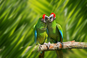 Parrot portrait in jungle