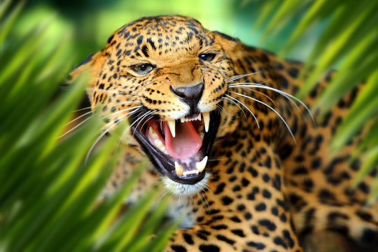 Fototapeta Leopard portrait in jungle