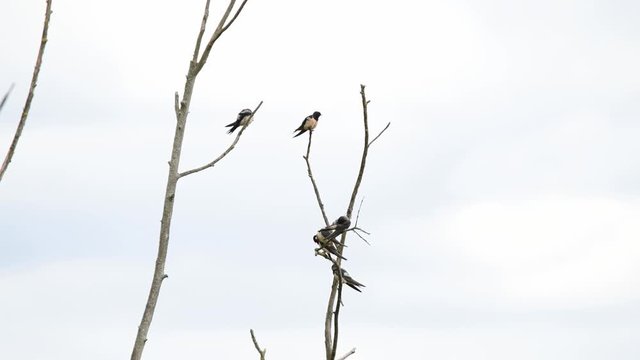 Rauchschwalben machen Pause auf einem abgestorbenen Baum