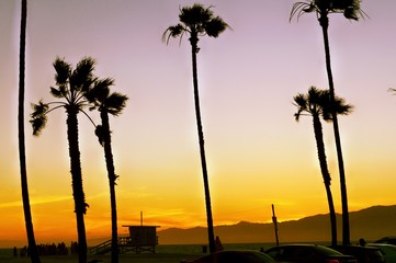 Sunset Palms, Venice Beach,  CA.