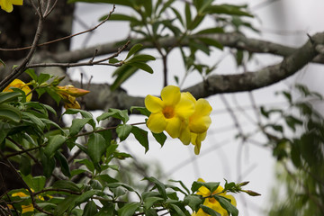  Yellow Allamanda flower  with green leaf