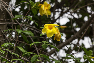  Yellow Allamanda flower  with green leaf