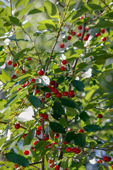 Red cherry berries on a branch in a garden on a blurred background of green leaves, selective focus, close-up.