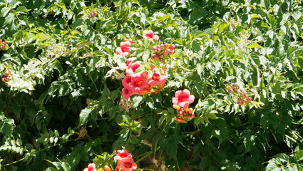 (Campsis radicans) Liane, feuillage et cymes de fleurs de bignone ou trompette de Virginie