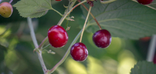 Red cherry berries on a branch in a garden on a blurred background of green leaves, selective focus, close-up.