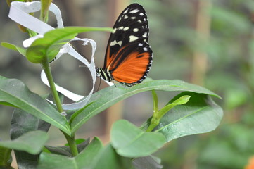Natur Pur
