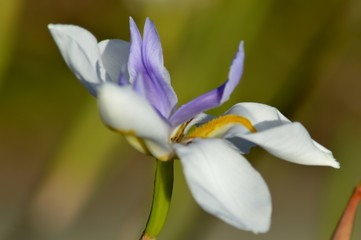 Fototapeta premium Blooming flower, Venice Canal, Venice Beach, CA