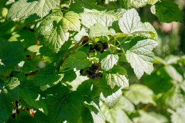 A branch of black currant with large leaves in the garden. Close-up