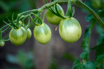 Unripe green tomatoes growing in the garden. Tomatoes in the open air in an organic garden with green fruits. Green tomatoes on a branch.