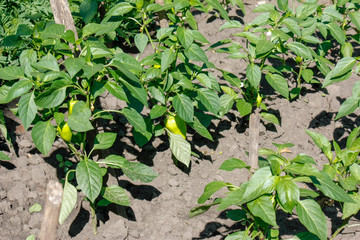 A bush of sweet green pepper growing in a garden in the garden under the sun, the concept of organic growing of vegetable plants in an open field. Close-up