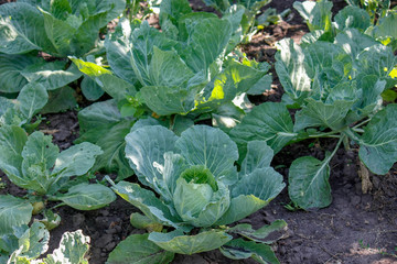 Close-up Fresh green cabbage in farm field vegetable organic background.