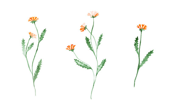 Little Orange Flowers, Watercolor Painting - Hand Drawn Blossom Isolated On White Background