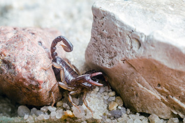 Scorpion creeps on the sand close up