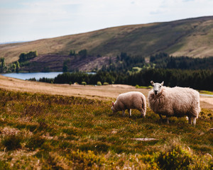 Obraz premium Sheep on Pen y Fan