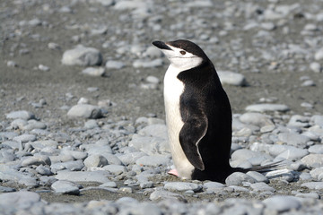 Zügelpinguin am Strand
