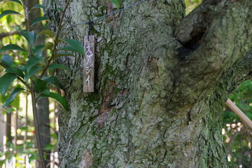 Obraz premium スダジイ