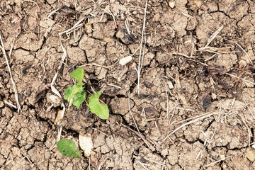 Green grass leaves on drought land. Drought and cracks in the soil.