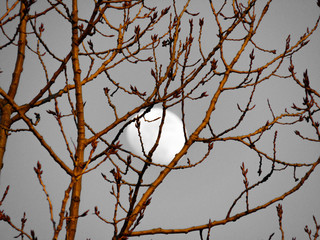 nature photo
