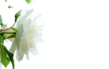Weiße Rose vor hellen Hintergrund - Freisteller mit Textfreiraum