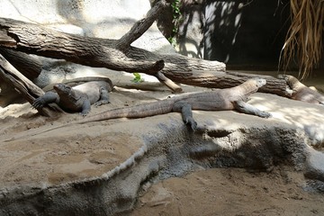 lizard on rock, varan, zoo, praha, roots, root,