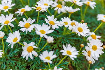 Fototapeta premium Big white daisy in Provence