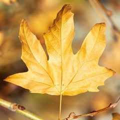 One dry sycamore leaf on branch