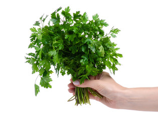 Bunch of fresh green parsley in hand on white background isolation