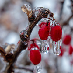 Frozen red berries