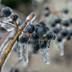 frozen blue berries